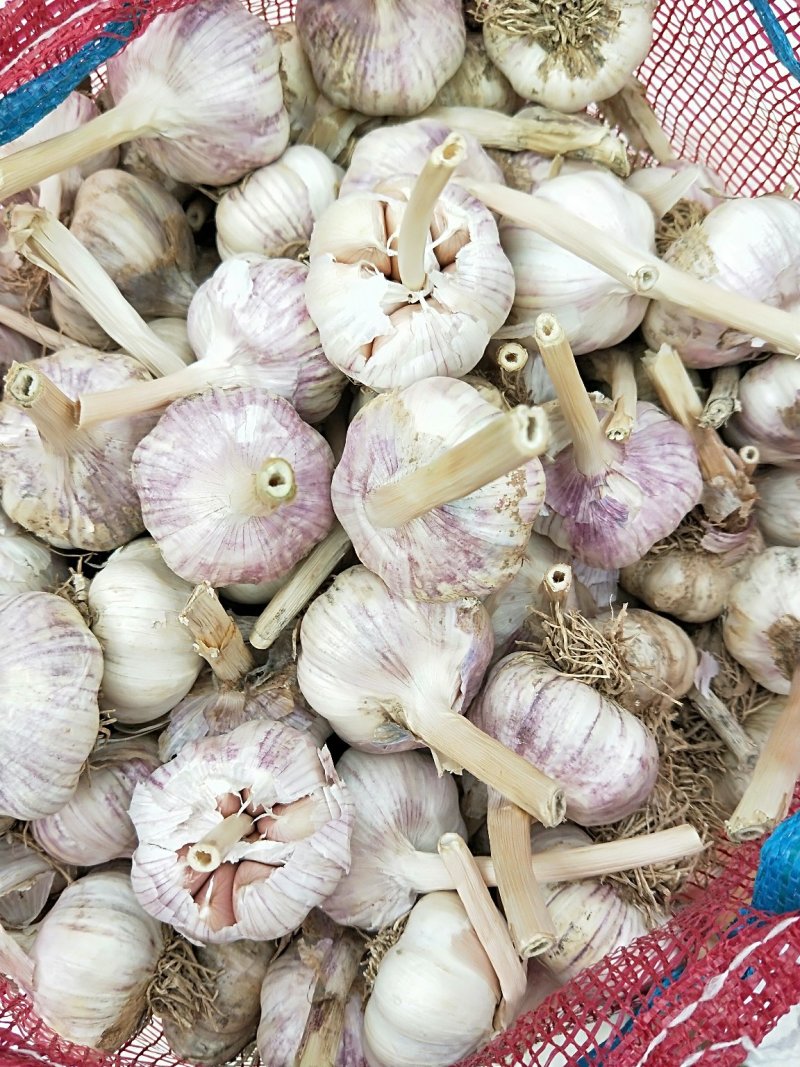 大蒜种子