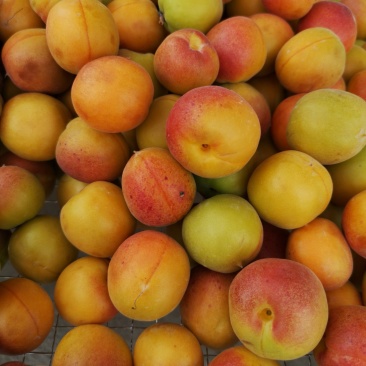 四团吊干杏落地配一件70元2公斤