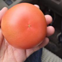 东北扶余西红柿大量上市，欢迎前来购买。
