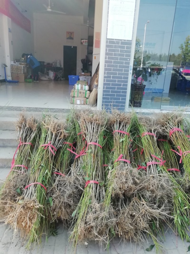 早熟黄桃苗黄贵妃红贵妃金灿（韩国）黄锦香系列
