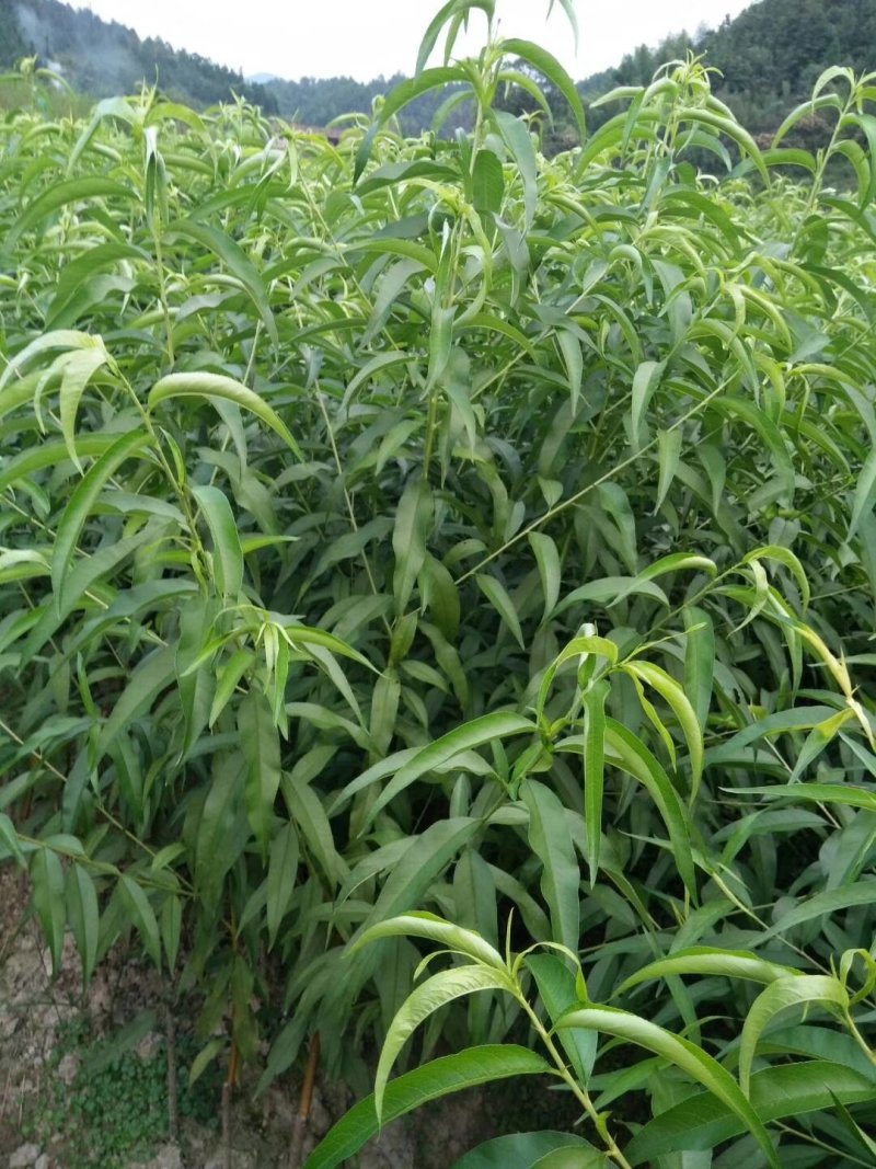 早熟黄桃苗黄贵妃红贵妃金灿（韩国）黄锦香系列