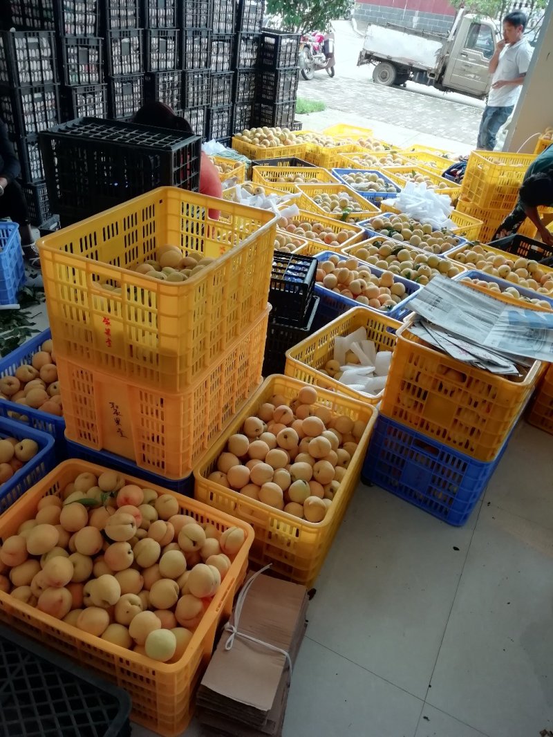 早熟黄桃苗黄贵妃红贵妃金灿（韩国）黄锦香系列