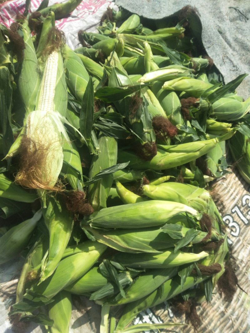 鲜玉米甜玉米