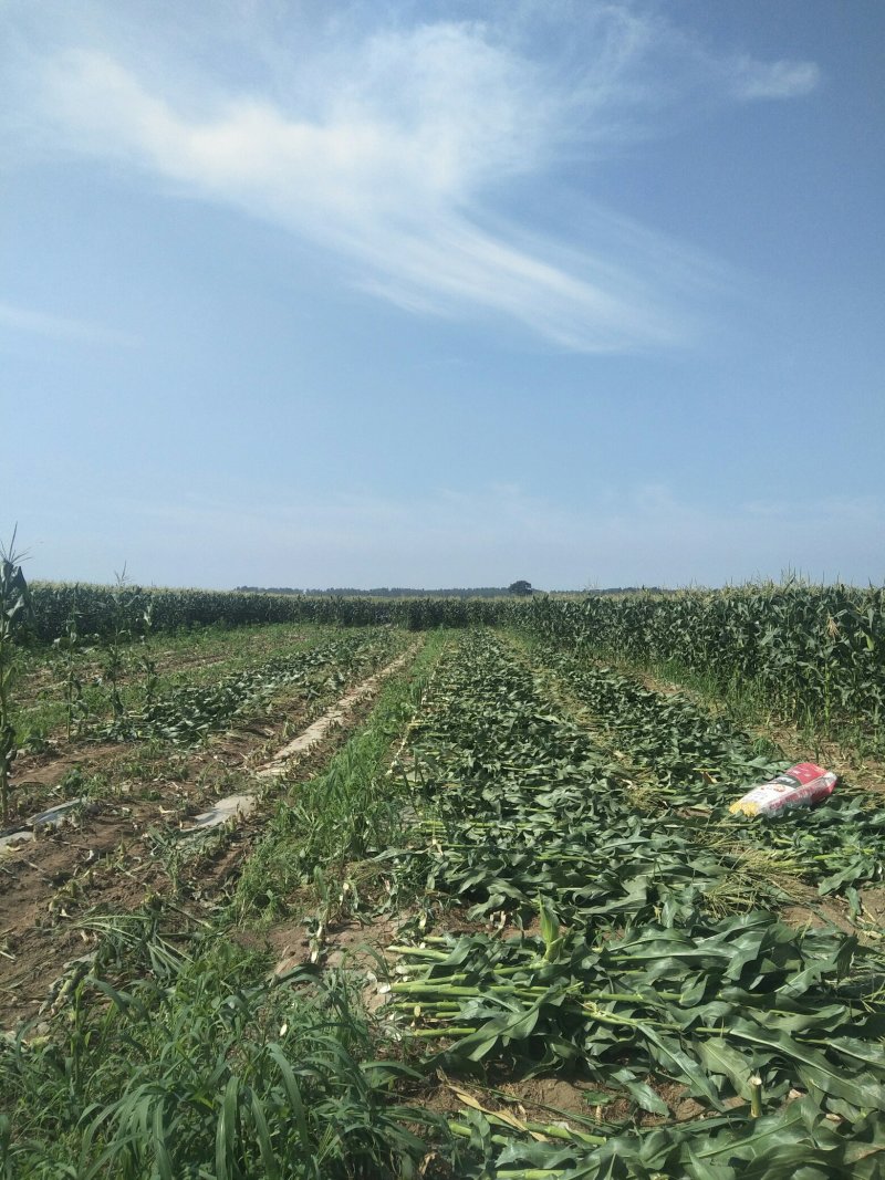 鲜玉米甜玉米
