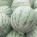 精品金花无籽西瓜欢迎来电咨询龙卷风西瓜
