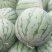 精品金花无籽西瓜欢迎来电咨询龙卷风西瓜