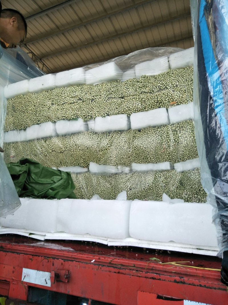 芹菜精品西芹，文图拉，皇妃，皇后，青脆型，黄绿型高度六十