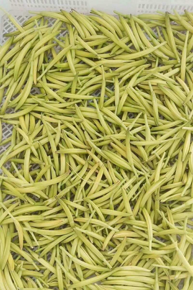优质黄花菜