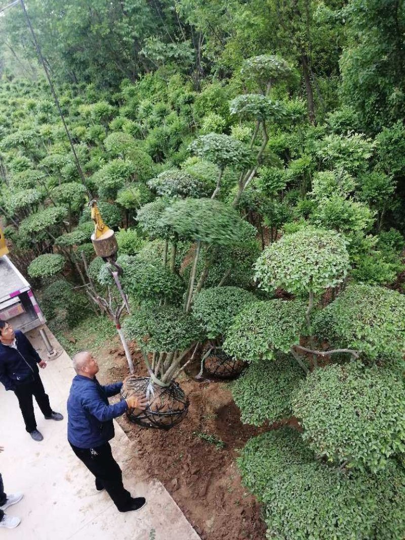 造型女贞树、小叶女贞造型树基地