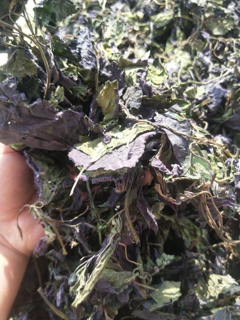 批发中药材紫苏叶苏叶苏子叶粉无硫新货支持药检