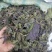 批发中药材紫苏叶苏叶苏子叶粉无硫新货支持药检
