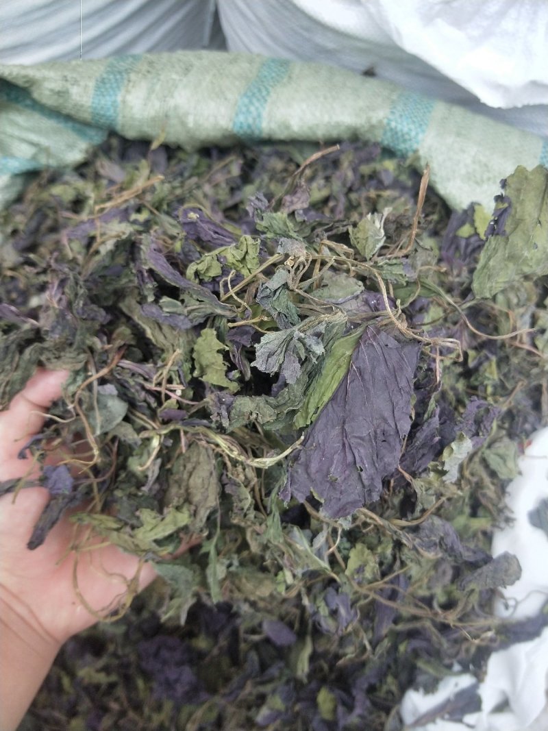 批发中药材紫苏叶苏叶苏子叶粉无硫新货支持药检