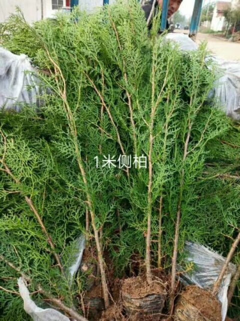 侧柏苗