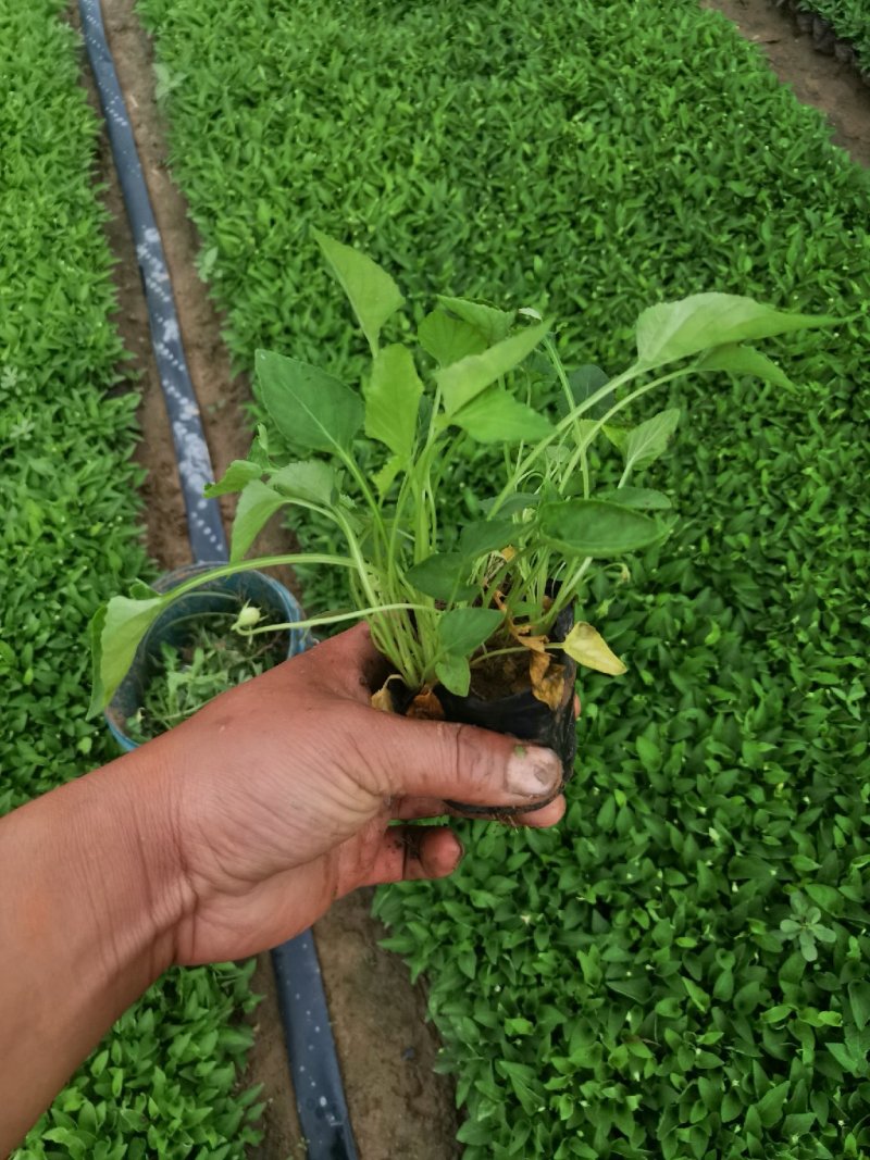 杯苗紫花地丁苗圃直供