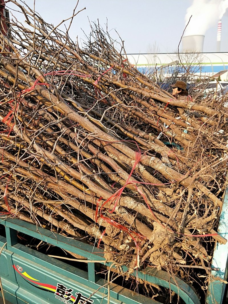 枣树苗冬枣树苗1-8公分冬枣苗冬枣苗山东