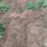 【推荐】河北大名沙土地红薯龙薯龙薯9基地直供批发零售，电商