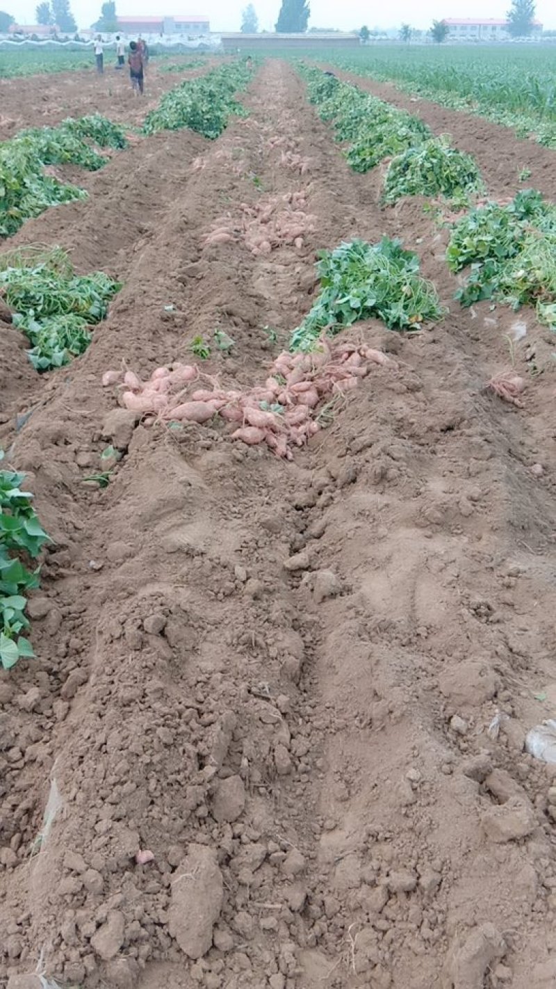 【推荐】河北大名沙土地红薯龙薯龙薯9基地直供批发零售，电商