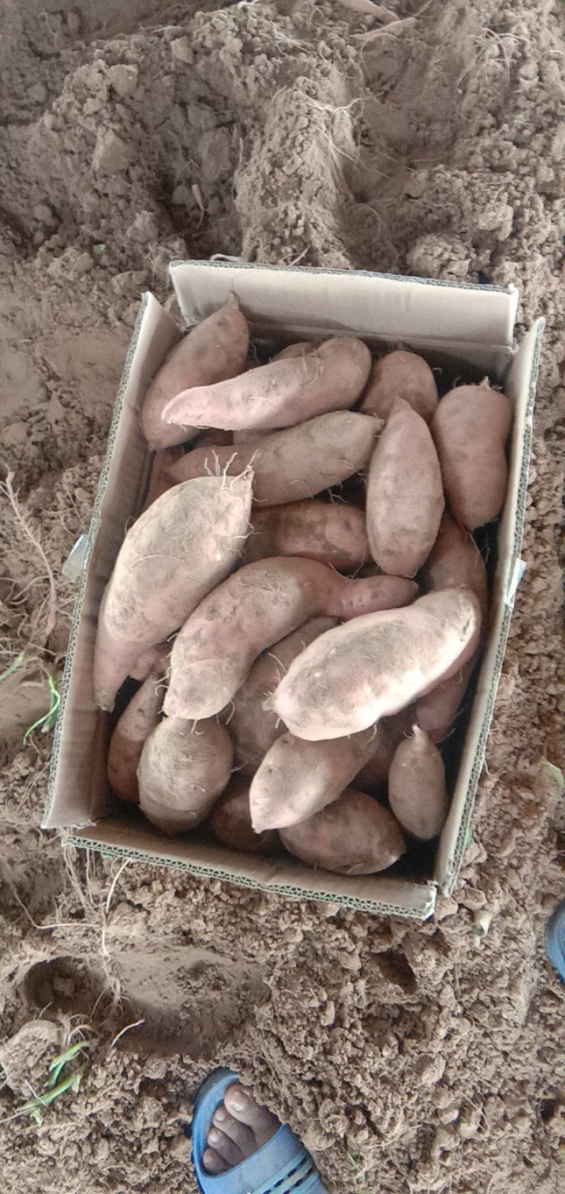 【推荐】河北大名沙土地红薯龙薯龙薯9基地直供批发零售，电商