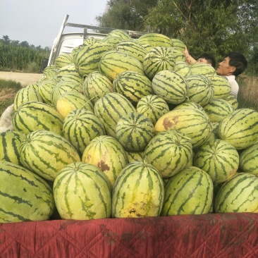 西瓜产地直销量大从优上货量大价格优惠便宜出售