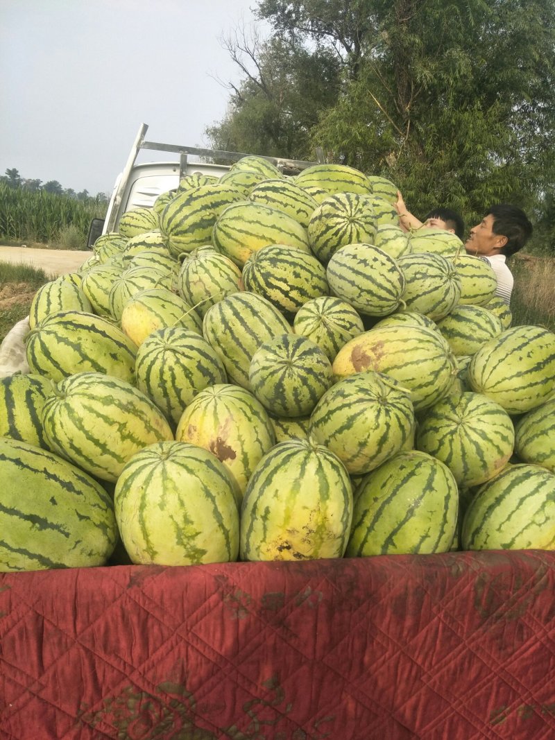 西瓜产地直销量大从优上货量大价格优惠便宜出售