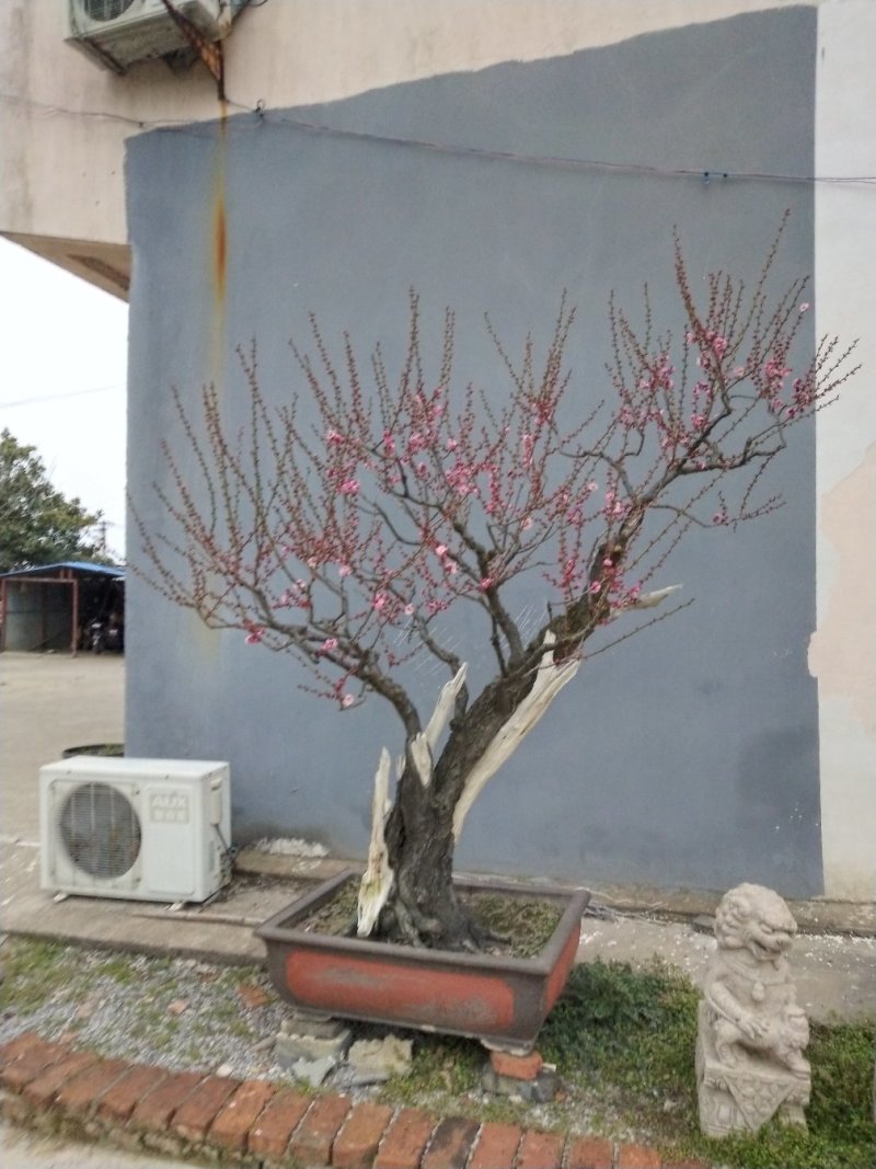 蜡梅红梅盆景，地栽蜡梅