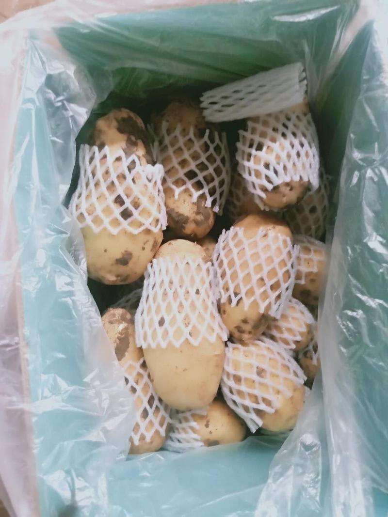 荷兰十五土豆二模精品装箱套网各种规格包装
