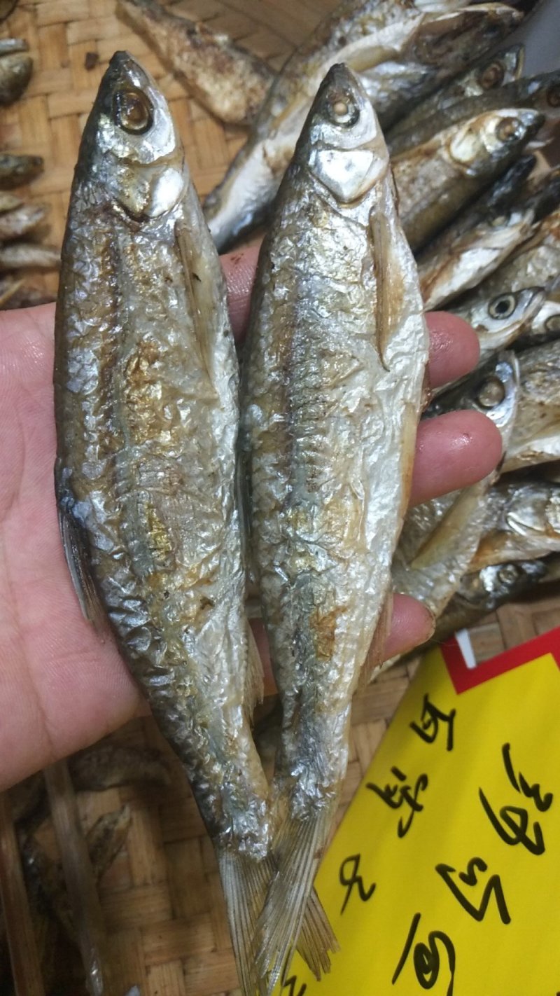 翘嘴鱼