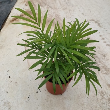 袖珍椰子盆栽袖珍椰子树苗室内花卉绿植净化空气水培