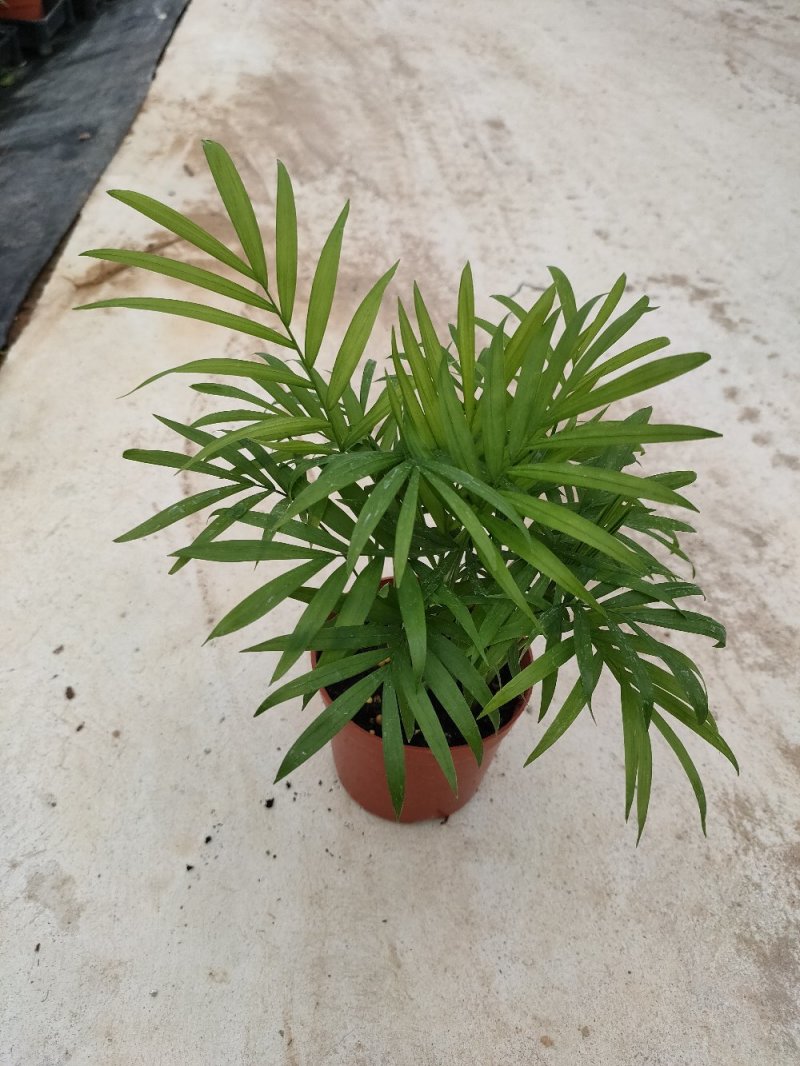 袖珍椰子盆栽袖珍椰子树苗室内花卉绿植净化空气水培