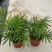 袖珍椰子盆栽袖珍椰子树苗室内花卉绿植净化空气水培