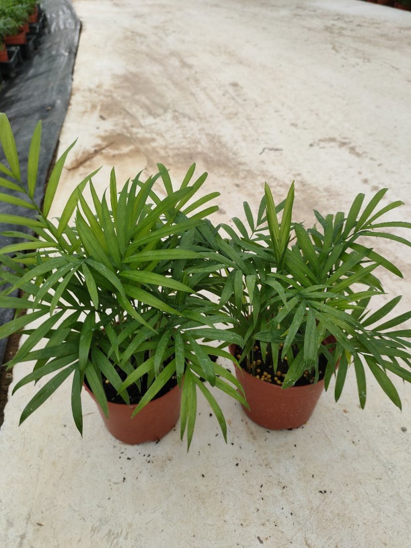 袖珍椰子盆栽袖珍椰子树苗室内花卉绿植净化空气水培