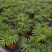 袖珍椰子盆栽袖珍椰子树苗室内花卉绿植净化空气水培
