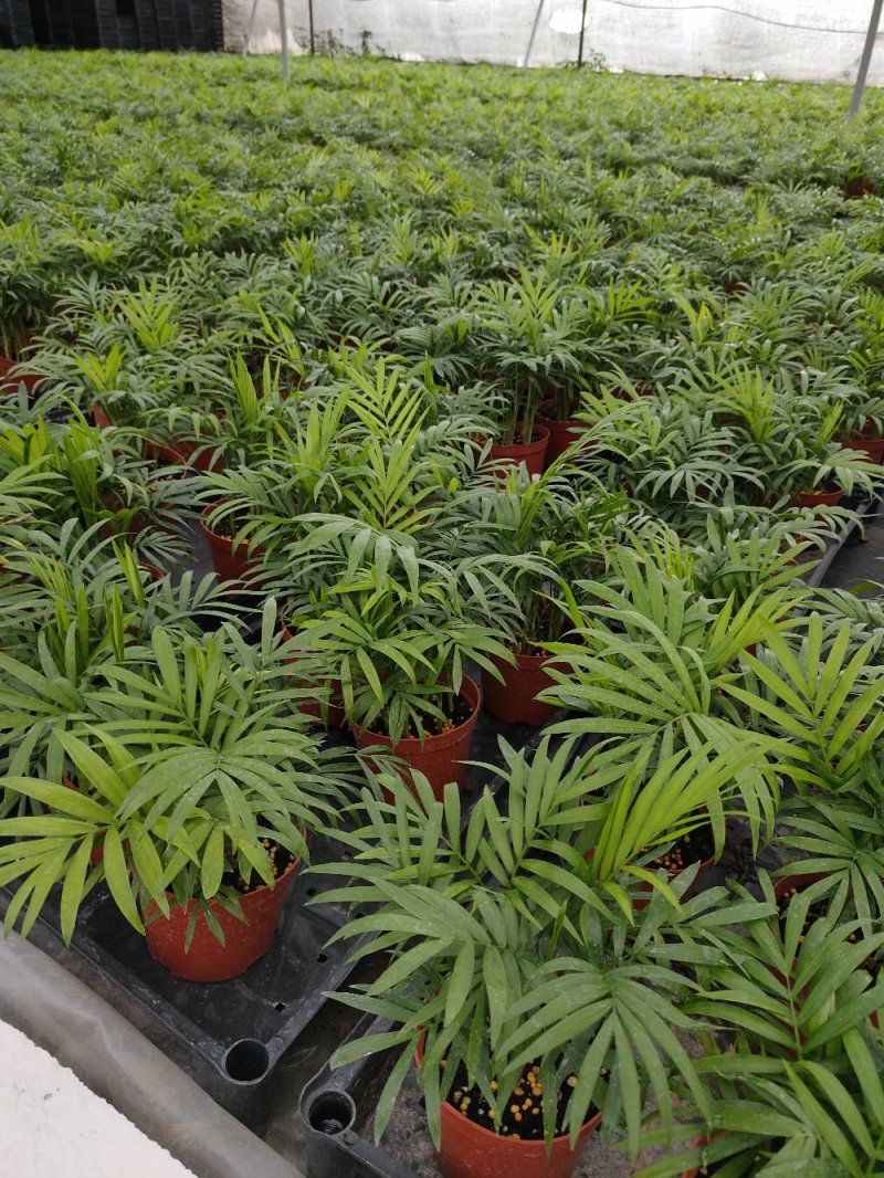 袖珍椰子盆栽袖珍椰子树苗室内花卉绿植净化空气水培