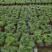 袖珍椰子盆栽袖珍椰子树苗室内花卉绿植净化空气水培