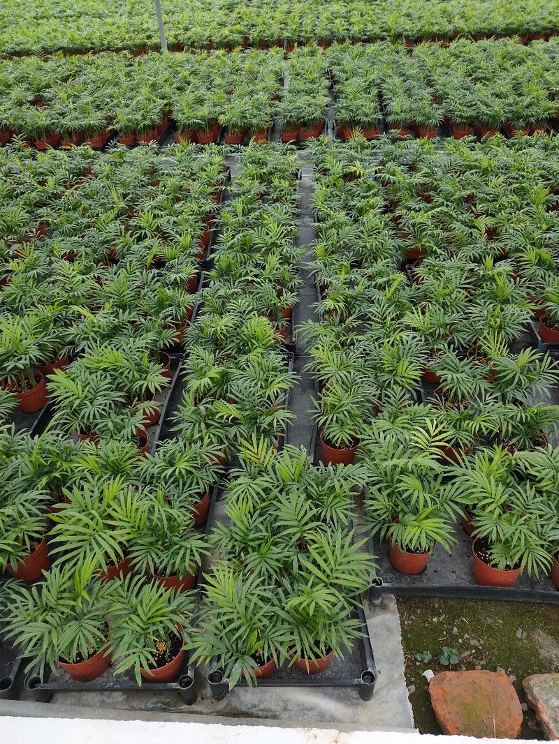 袖珍椰子盆栽袖珍椰子树苗室内花卉绿植净化空气水培
