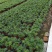 袖珍椰子盆栽袖珍椰子树苗室内花卉绿植净化空气水培
