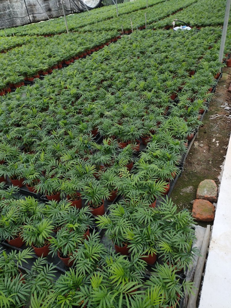 袖珍椰子盆栽袖珍椰子树苗室内花卉绿植净化空气水培