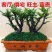小叶紫檀盆景树桩客厅室内绿植盆栽摆件花卉四季常青包邮