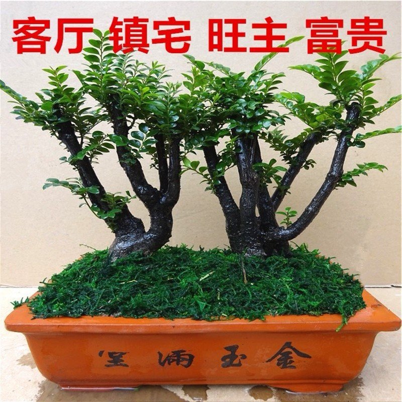 小叶紫檀盆景树桩客厅室内绿植盆栽摆件花卉四季常青包邮