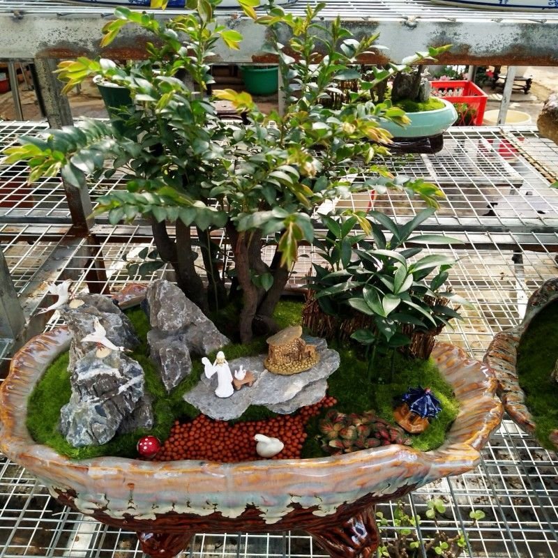 小叶紫檀盆景树桩客厅室内绿植盆栽摆件花卉四季常青包邮