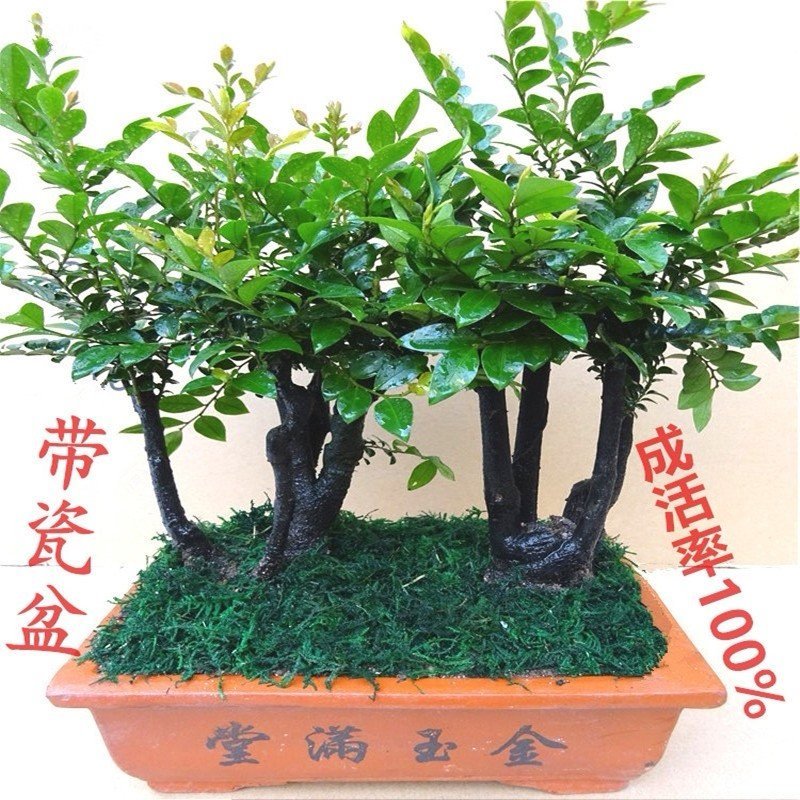 小叶紫檀盆景树桩客厅室内绿植盆栽摆件花卉四季常青包邮