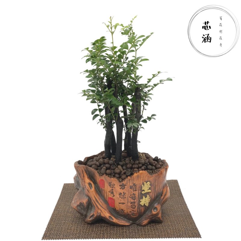 小叶紫檀盆景树桩客厅室内绿植盆栽摆件花卉四季常青包邮