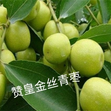 预售代收赞皇金丝大枣，(青枣)赞皇薄皮核桃，板栗……