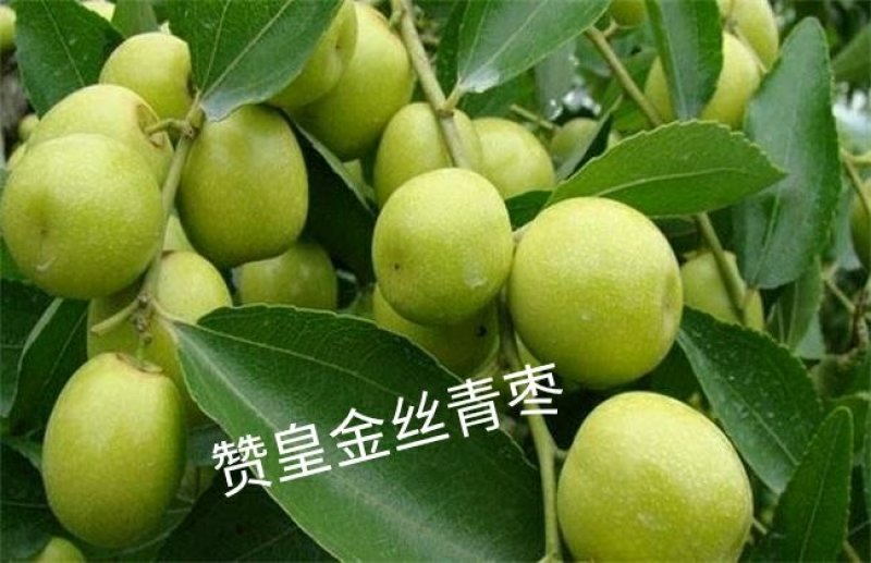 预售代收赞皇金丝大枣，(青枣)赞皇薄皮核桃，板栗……