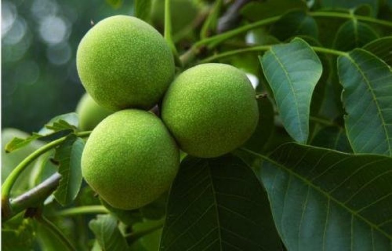 预售代收赞皇金丝大枣，(青枣)赞皇薄皮核桃，板栗……