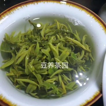 【喝好茶】2023新茶厂家批发正宗日照绿500g包邮尝鲜