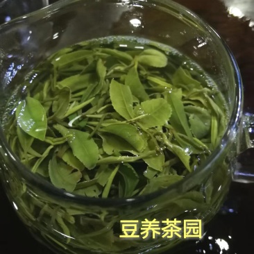 【喝好茶】2023新茶厂家批发正宗日照绿500g包邮尝鲜