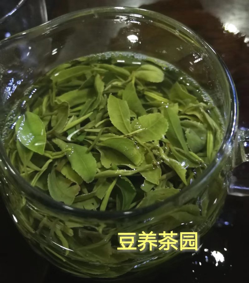 【喝好茶】2023新茶厂家批发正宗日照绿500g包邮尝鲜