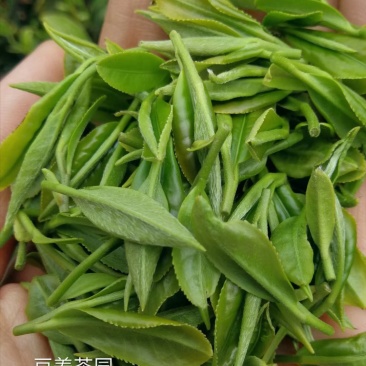 【喝好茶】2023新茶厂家日照绿茶板栗香500g包邮尝鲜