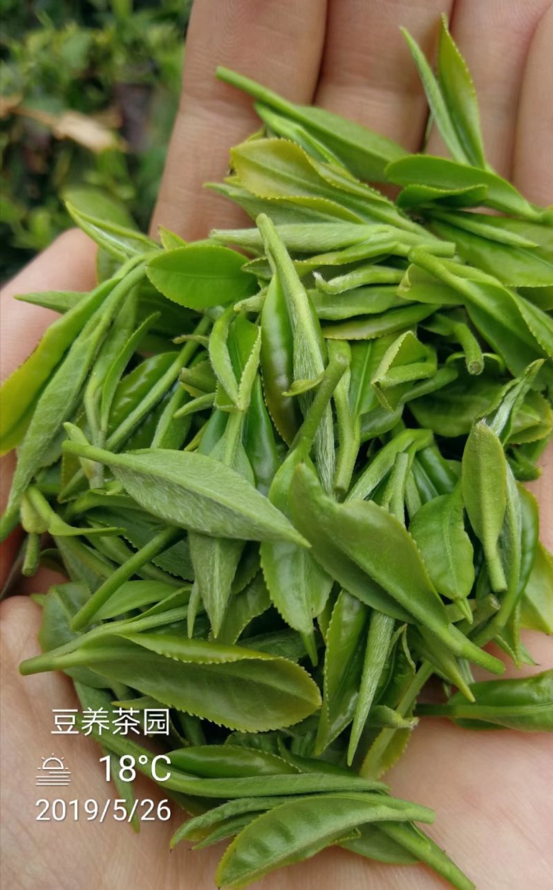 【喝好茶】2023新茶厂家日照绿茶板栗香500g包邮尝鲜